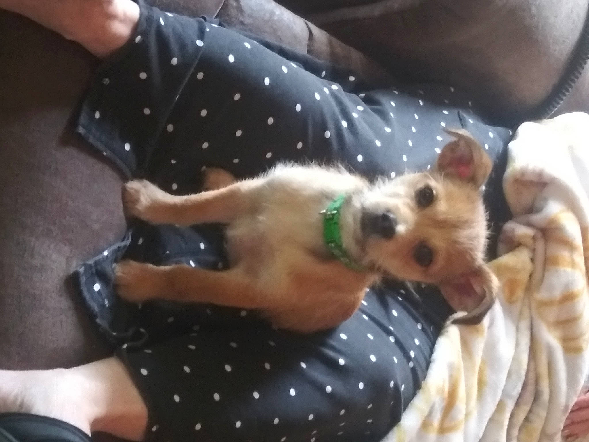 Chili joined the competition — help win amazing prizes! canidae, carnivore, comfort, companion_dog, dog, dog_breed, dog_clothes, dog_supply, fawn, fur, linens, nap, pattern, paw, puppy, puppy_love, sporting_group, toy, toy_dog, working_animal