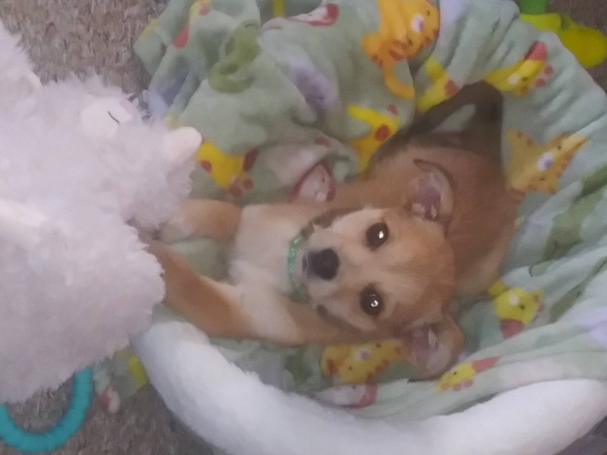 Chili joined the competition — help win amazing prizes! bed, canidae, carnivore, companion_dog, dog, dog_breed, dog_supply, fawn, fur, non_sporting_group, paw, plush, sporting_group, stuffed_toy, tail, toy, toy_dog, whiskers, working_animal