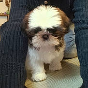 Azzaro participe au concours pour gagner de l'argent avec cette photo : puppy, dog, small_dog, fluffy, white_fur, brown_fur, floor, wood_floor, knitted_clothing, pants, legs, indoor, home_decor, vase, plant, cute, pet, animal, walking, cozy