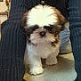 puppy, dog, small_dog, fluffy, white_fur, brown_fur, floor, wood_floor, knitted_clothing, pants, legs, indoor, home_decor, vase, plant, cute, pet, animal, walking, cozy