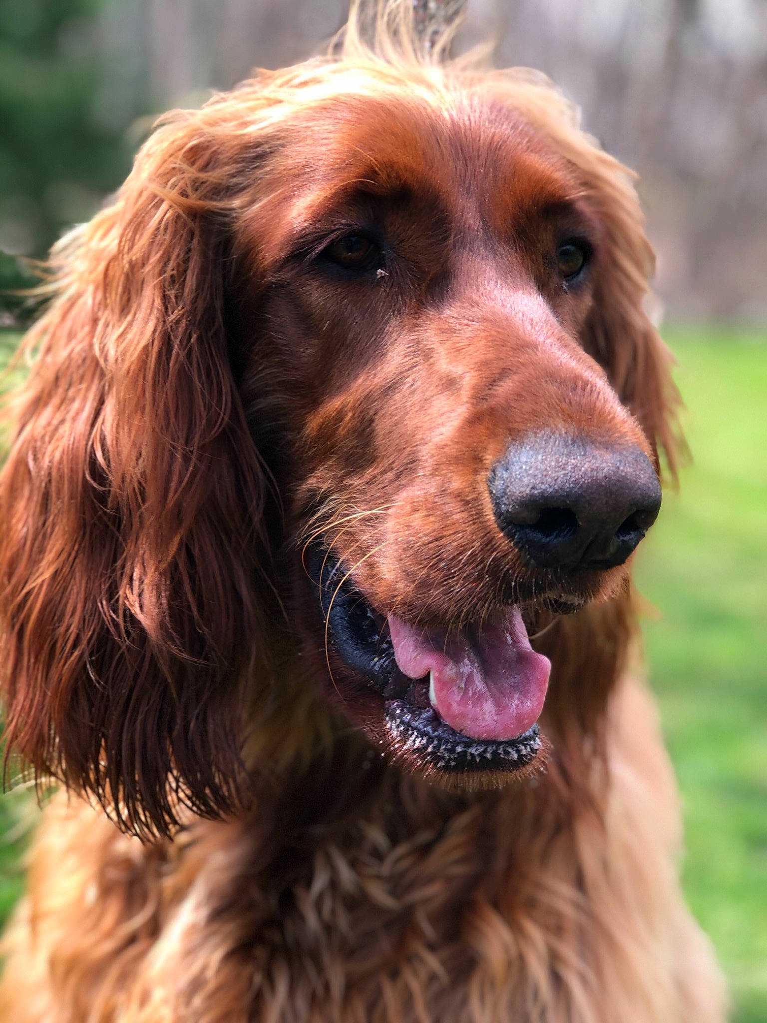 Fayla joined the competition — help win amazing prizes! canidae, carnivore, cocker_spaniel, companion_dog, dog, dog_breed, english_cocker_spaniel, field_spaniel, german_spaniel, irish_setter, mammal, picardy_spaniel, rare_breed_dog, retriever, setter, snout, spaniel, sporting_group, sussex_spaniel, vertebrate