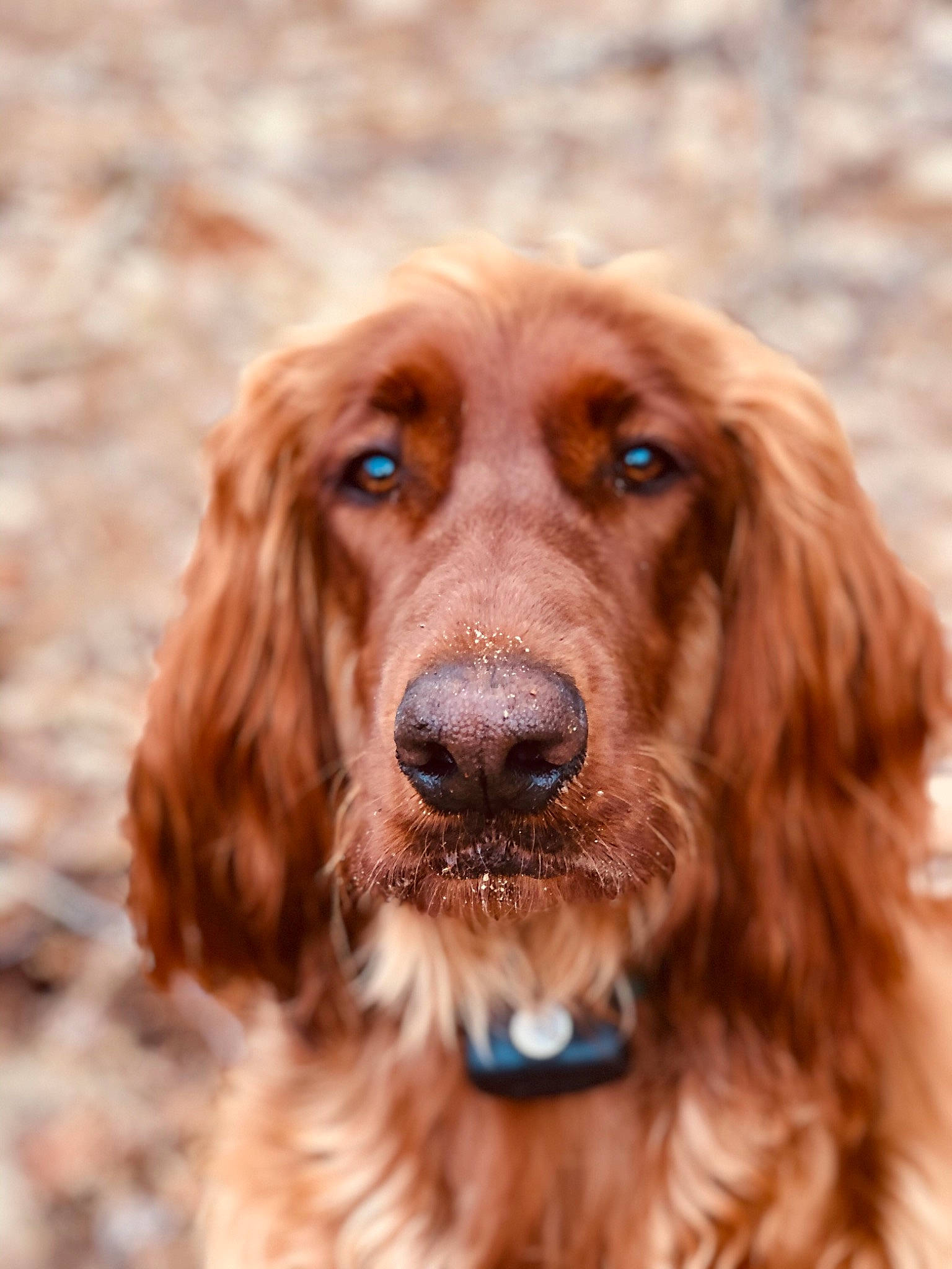 Fayla joined the competition — help win amazing prizes! boykin_spaniel, canidae, carnivore, cocker_spaniel, companion_dog, dog, dog_breed, english_cocker_spaniel, field_spaniel, german_spaniel, irish_setter, mammal, picardy_spaniel, rare_breed_dog, setter, snout, spaniel, sporting_group, sussex_spaniel, vertebrate