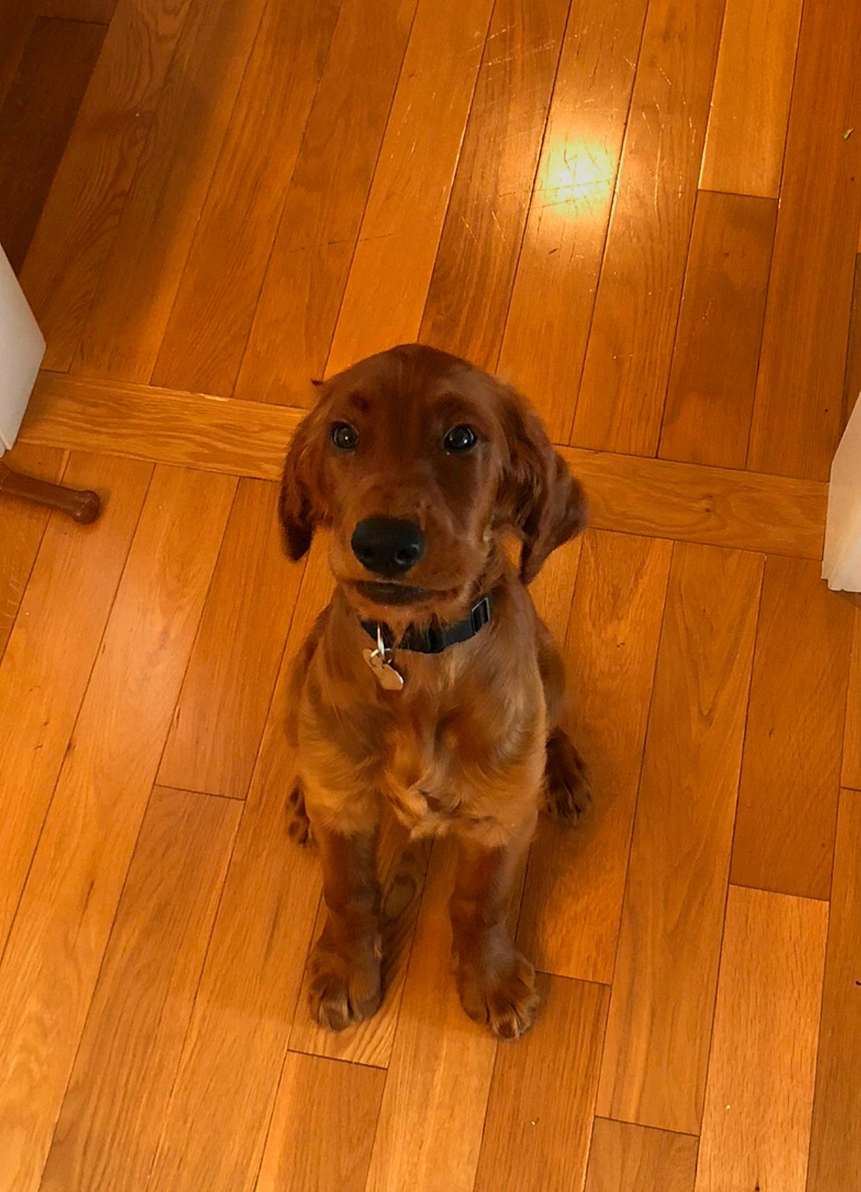 Fayla is registered to the contest to win money with this photo: beagador, canidae, caramel_color, carnivore, companion_dog, dog, dog_breed, fawn, floor, flooring, hardwood, mammal, puppy, snout, spaniel, sporting_group, vertebrate, wood_flooring