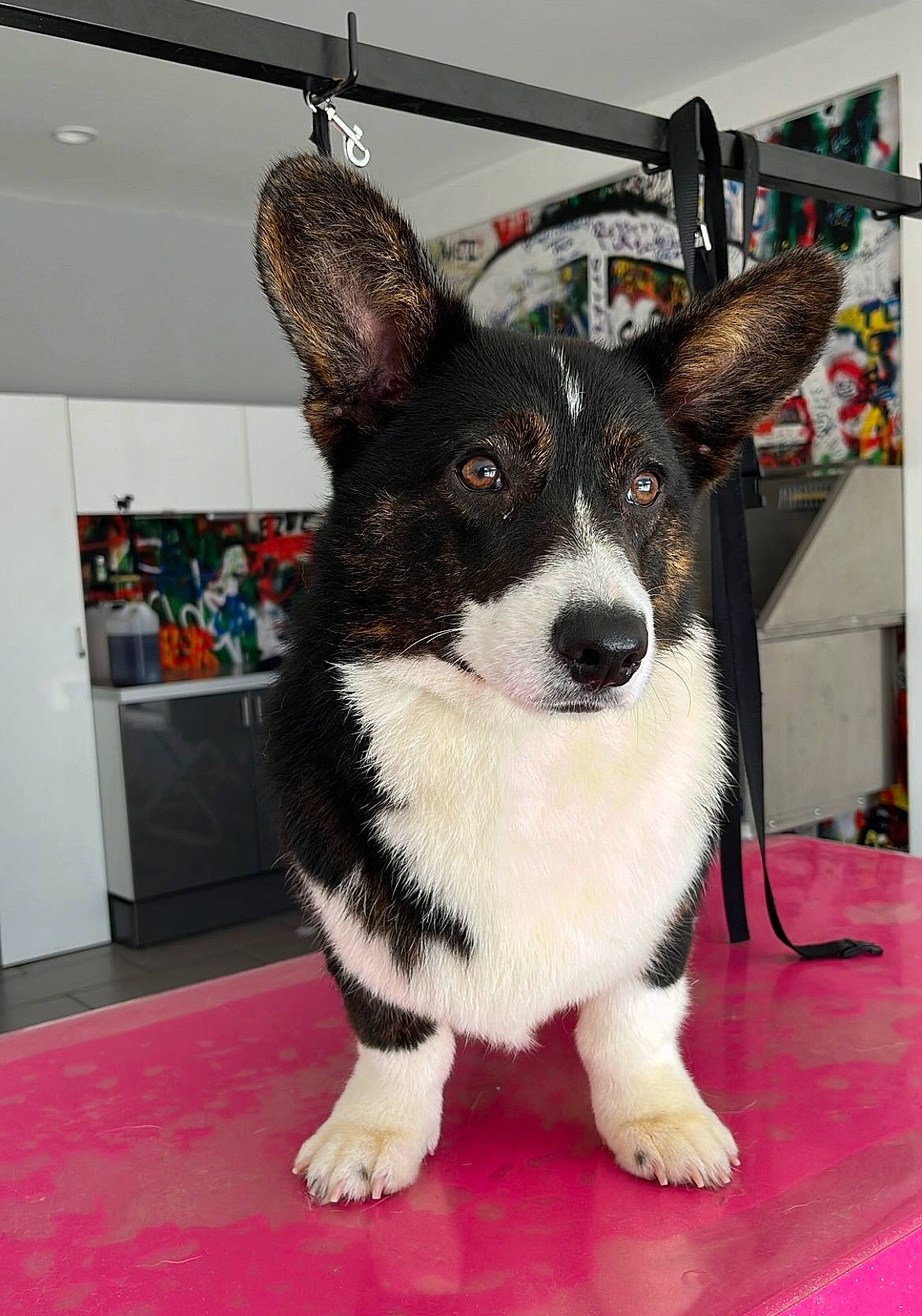 Tchoupi participe au concours pour gagner de l'argent avec cette photo : canidae, carnivore, collar, companion_dog, dog, dog_breed, dog_supply, flooring, fur, non_sporting_group, paw, snout, sporting_group, tail, whiskers, working_animal, working_dog