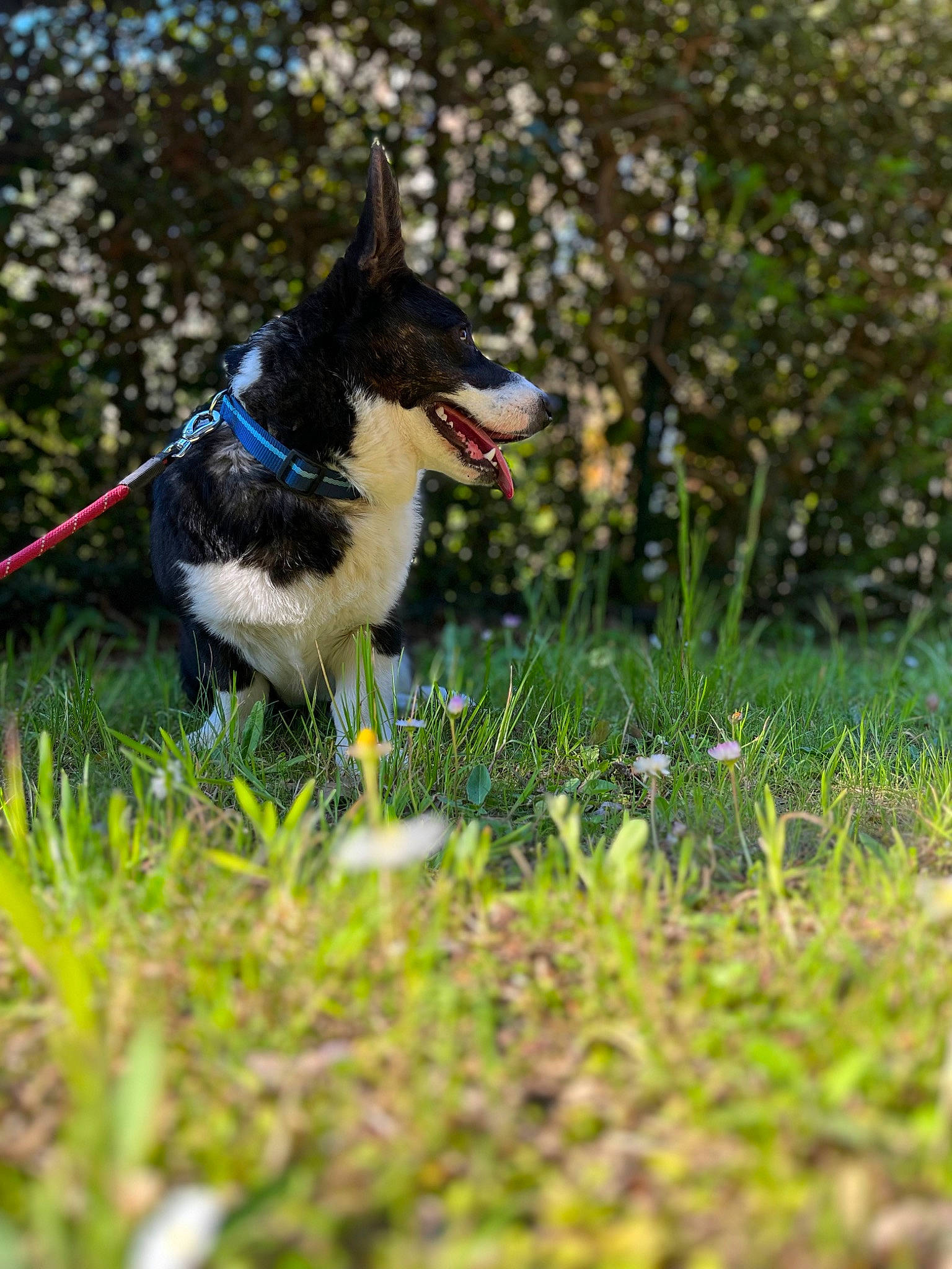 Tchoupi a rejoint le concours — aidez-le/la à gagner de superbes lots ! canidae, carnivore, collar, companion_dog, dog, dog_breed, dog_supply, electric_blue, fashion_accessory, grass, grassland, herding_dog, lawn, leash, plant, recreation, sporting_group, tail, tree, working_dog