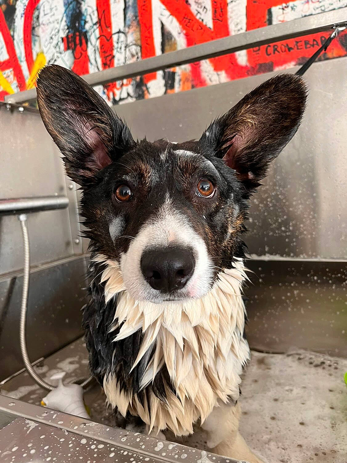 Tchoupi a rejoint le concours — aidez-le/la à gagner de superbes lots ! canidae, carnivore, collar, companion_dog, dog, dog_breed, dog_collar, dog_supply, ear, fawn, fur, leash, non_sporting_group, snout, sporting_group, toy_dog, whiskers, working_animal, working_dog