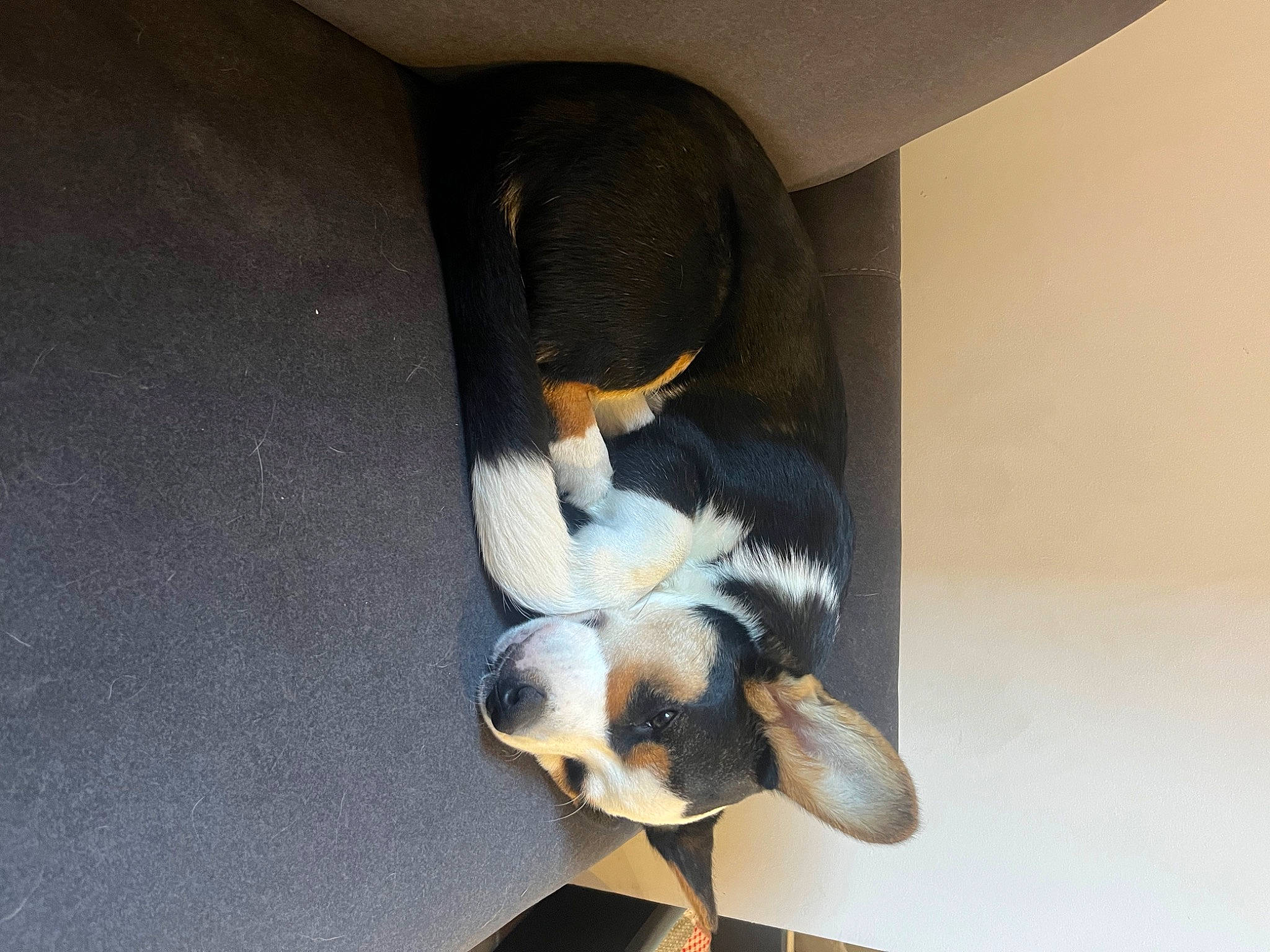 Tinou participe au concours pour gagner de l'argent avec cette photo : canidae, carnivore, comfort, companion_dog, dog_breed, flightless_bird, flooring, fur, plush, room, seabird, sitting, stuffed_toy, tail, toy, vertebrate, wing