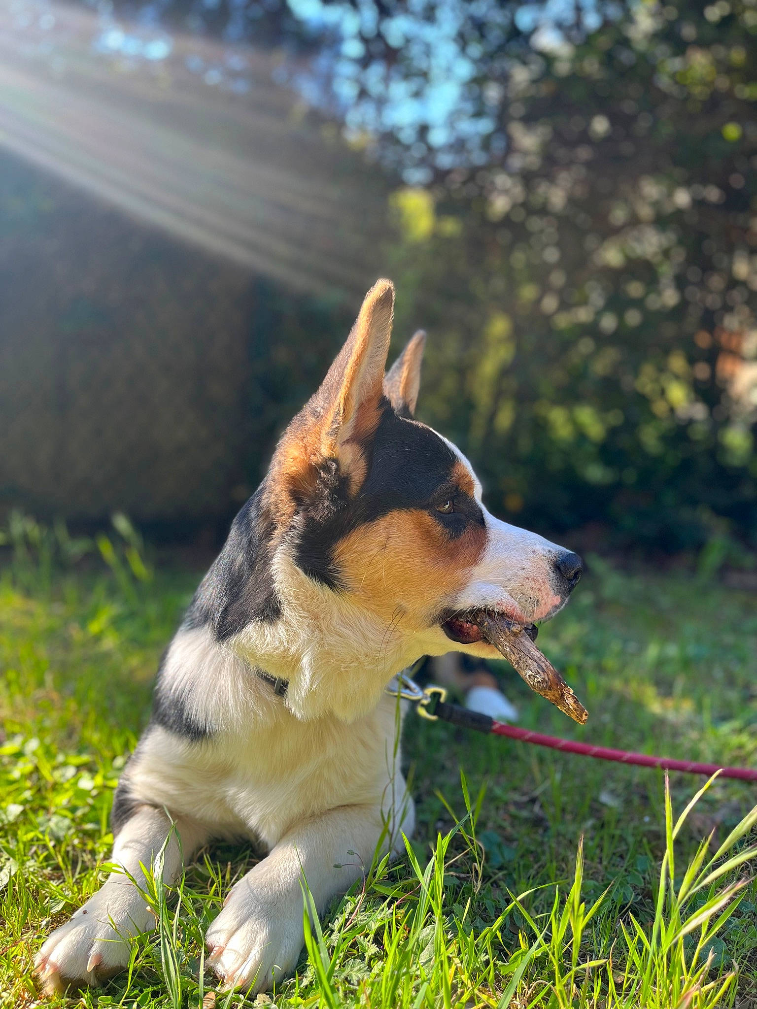 Tinou a rejoint le concours — aidez-le/la à gagner de superbes lots ! adventure, canidae, carnivore, collar, companion_dog, dog, dog_breed, fawn, grass, grassland, herding_dog, plant, sky, sporting_group, tail, terrestrial_animal, tree, walking, whiskers, working_dog