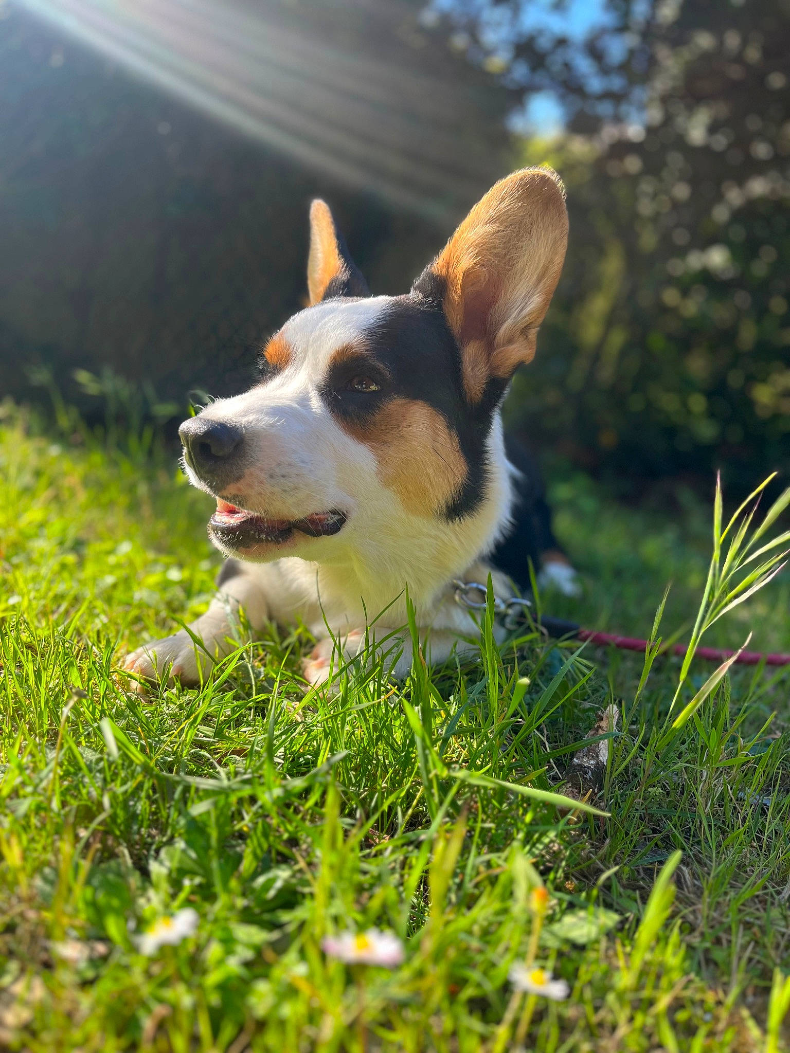Tinou a rejoint le concours — aidez-le/la à gagner de superbes lots ! carnivore, companion_dog, dog, dog_breed, grass, grassland, happy, herding_dog, meadow, paw, people_in_nature, plant, sky, sporting_group, tail, terrestrial_animal, terrier, toy_dog, whiskers, working_dog