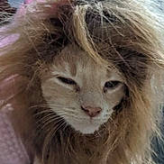 Simba is registered to the contest to win money with this photo: cat, animal, pet, fur, mane, closeup, face, sleepy, whiskers, cute, fluffy, indoor, mammal, portrait, feline, hair, domestic_cat, looking, head, expression