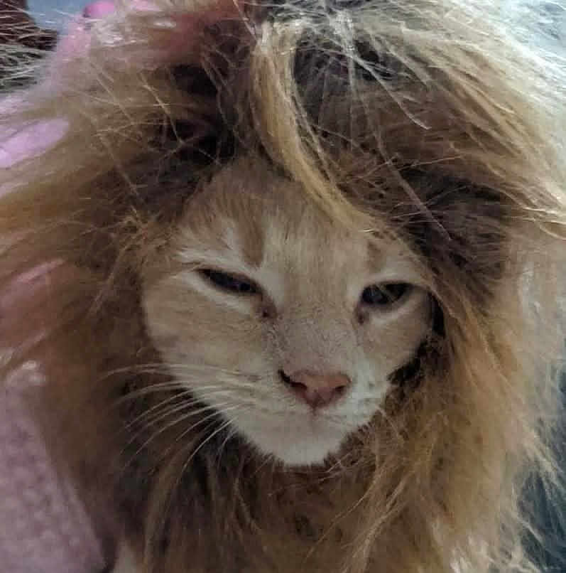 Simba is registered to the contest to win money with this photo: cat, animal, pet, fur, mane, closeup, face, sleepy, whiskers, cute, fluffy, indoor, mammal, portrait, feline, hair, domestic_cat, looking, head, expression