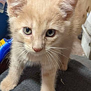 King Simba is registered to the contest to win money with this photo: kitten, cat, orange_cat, feline, whiskers, fur, indoor, closeup, curious, pet, animal, young_cat, cute, small, walking, texture, eyes, ears, nose, paw