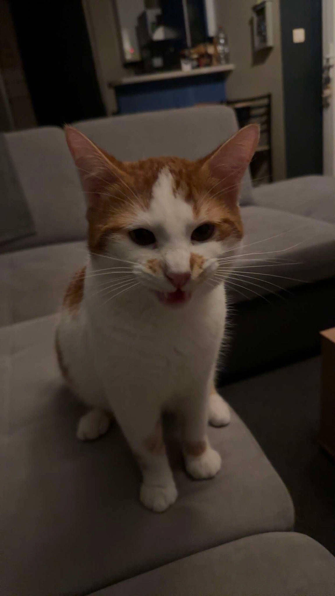 Kinder participe au concours pour gagner de l'argent avec cette photo : carnivore, cat, domestic_short_haired_cat, felidae, fur, paw, small_to_medium_sized_cats, snout, tail, terrestrial_animal, whiskers