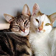 Padme Et Oxygène participe au concours pour gagner de l'argent avec cette photo : animal, cat, close_up, companions, cute, domestic_animal, ears, eyes, feline, fur, indoor, pets, portrait, relaxed, sleepy, snuggling, tabby_cat, two_cats, whiskers, white_cat