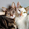 animal, cat, close_up, companions, cute, domestic_animal, ears, eyes, feline, fur, indoor, pets, portrait, relaxed, sleepy, snuggling, tabby_cat, two_cats, whiskers, white_cat