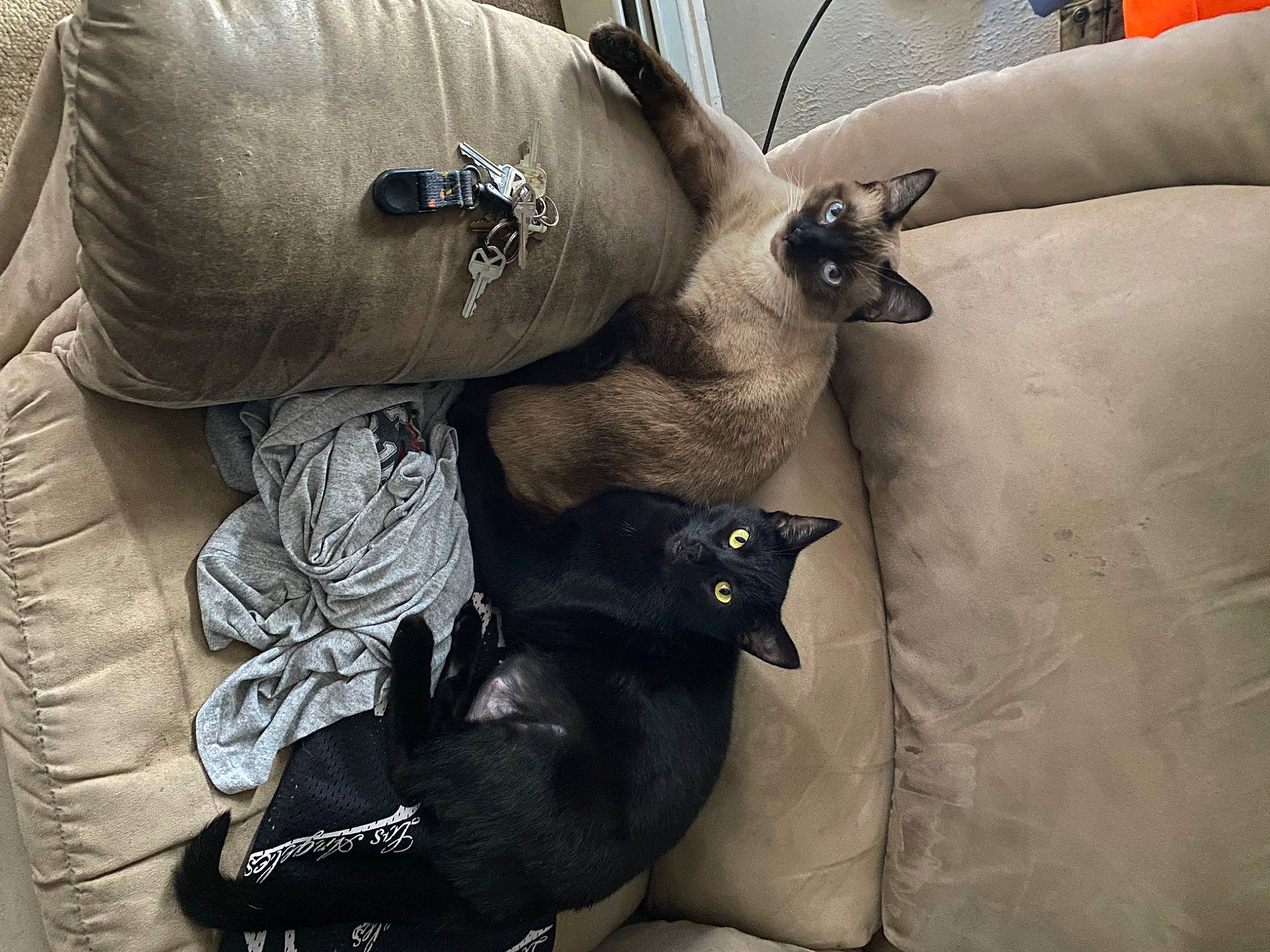 Diamond joined the competition — help win amazing prizes! canidae, carnivore, claw, comfort, companion_dog, dog, dog_breed, fawn, felidae, foot, fur, grey, human_leg, paw, small_to_medium_sized_cats, snout, sporting_group, tail, whiskers, working_animal