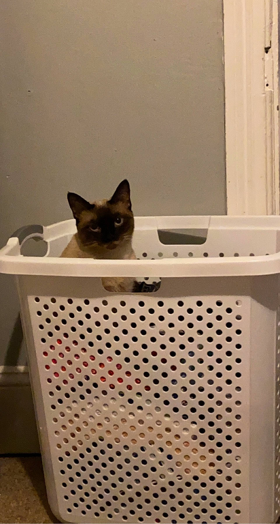 Diamond joined the competition — help win amazing prizes! audio_equipment, basket, box, cardboard, carnivore, carton, cat, cat_supply, computer, domestic_short_haired_cat, fawn, felidae, output_device, paper_product, personal_computer, room, siamese, small_to_medium_sized_cats, whiskers, wood