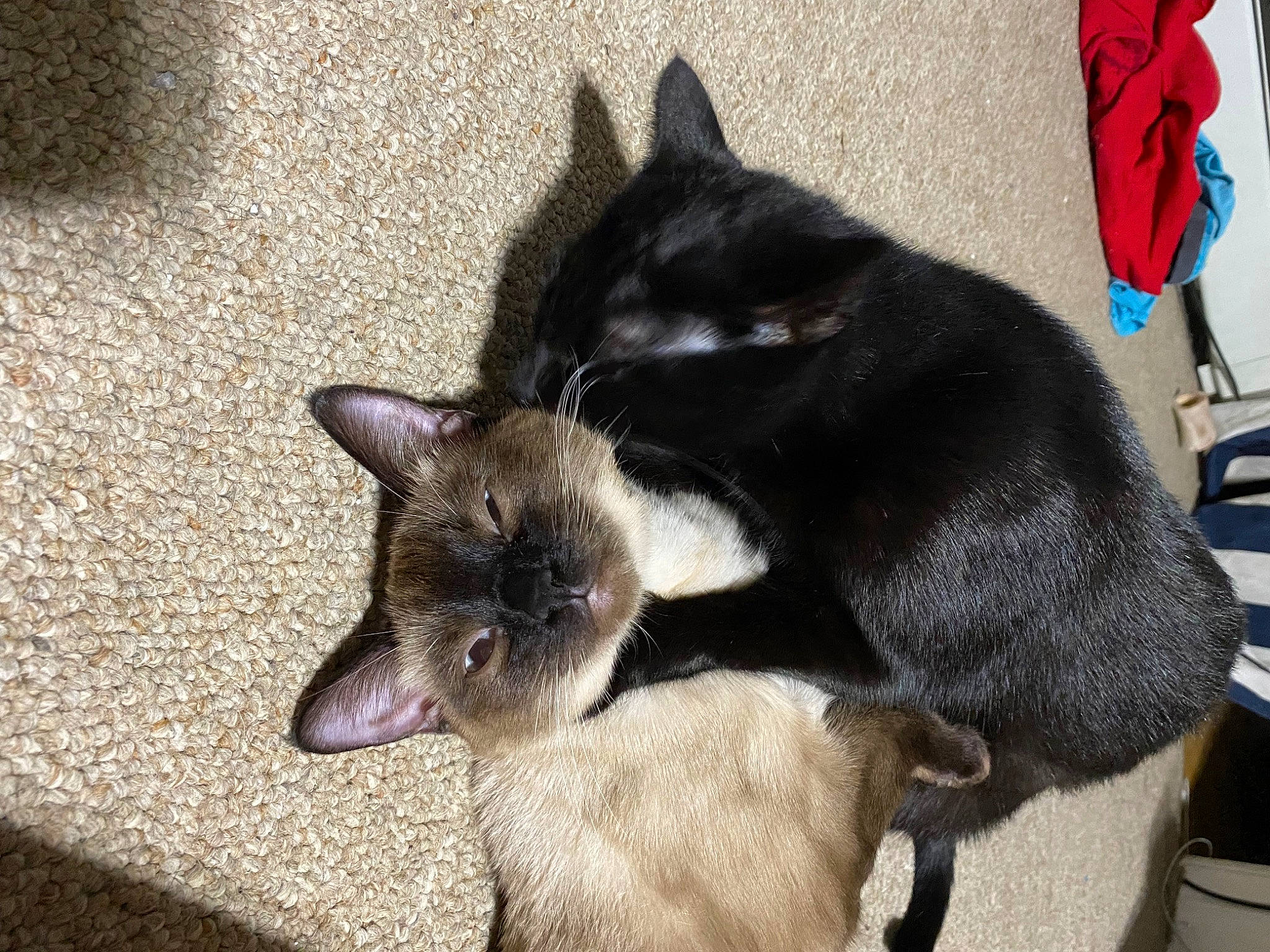 Diamond is registered to the contest to win money with this photo: black_cat, bombay, carnivore, cat, chair, claw, dog_breed, domestic_short_haired_cat, fawn, felidae, flag, fur, siamese, small_to_medium_sized_cats, snout, tail, terrestrial_animal, whiskers