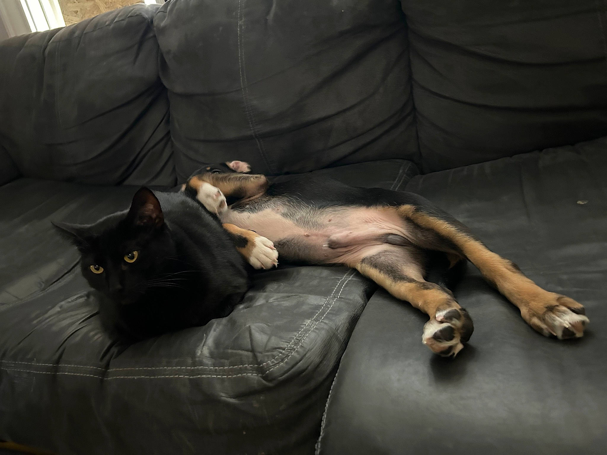 Spider is registered to the contest to win money with this photo: carnivore, cat, comfort, companion_dog, couch, dog, domestic_short_haired_cat, felidae, flooring, fur, furniture, grey, hardwood, linens, living_room, small_to_medium_sized_cats, studio_couch, tail, whiskers, wood