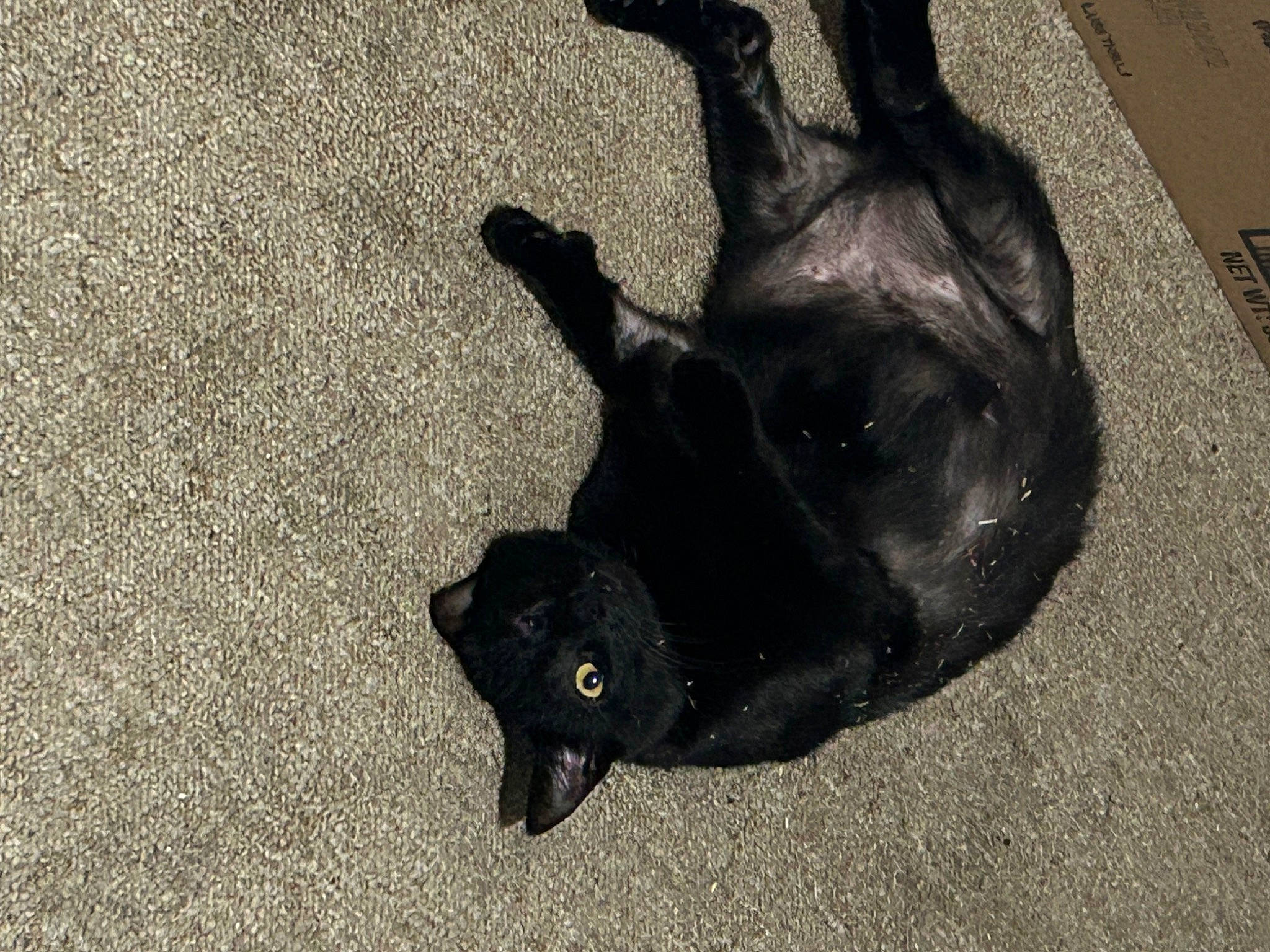 Spider joined the competition — help win amazing prizes! asphalt, black_cat, bombay, canidae, carnivore, cat, dog_breed, domestic_short_haired_cat, felidae, gesture, grey, paw, road_surface, shadow, small_to_medium_sized_cats, snout, tail, terrestrial_animal, tints_and_shades, whiskers