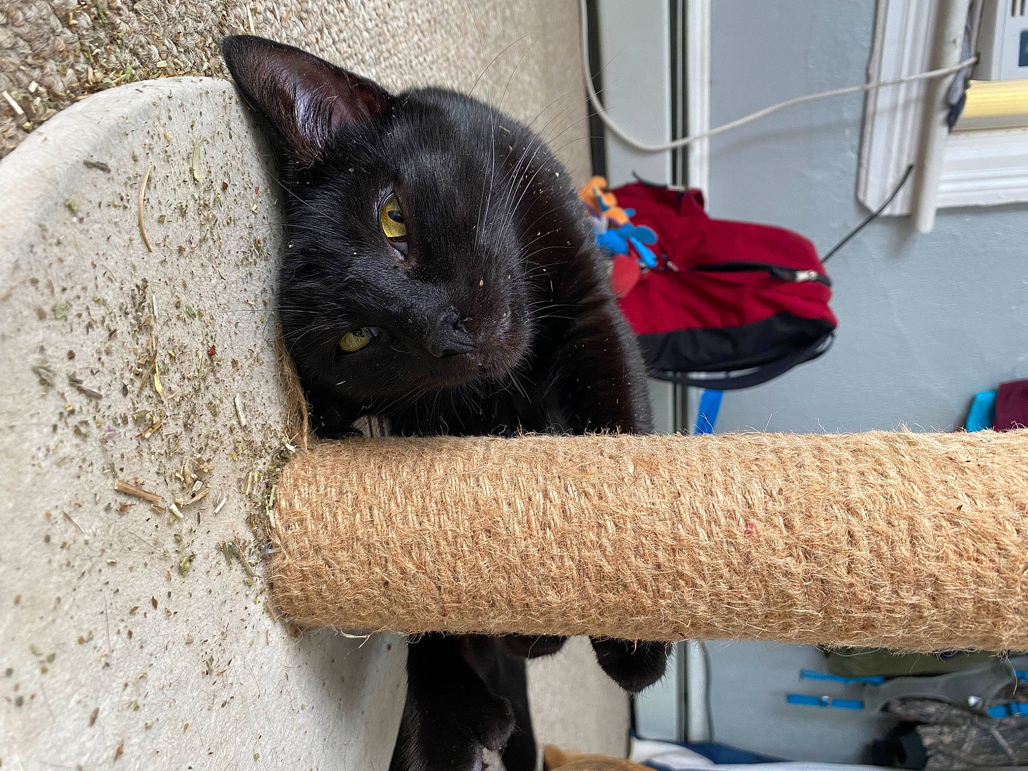 Spider is registered to the contest to win money with this photo: black_cat, bombay, carnivore, cat, cat_furniture, cat_supply, comfort, domestic_short_haired_cat, electric_blue, felidae, fur, grey, small_to_medium_sized_cats, snout, table, tail, thread, whiskers, wood