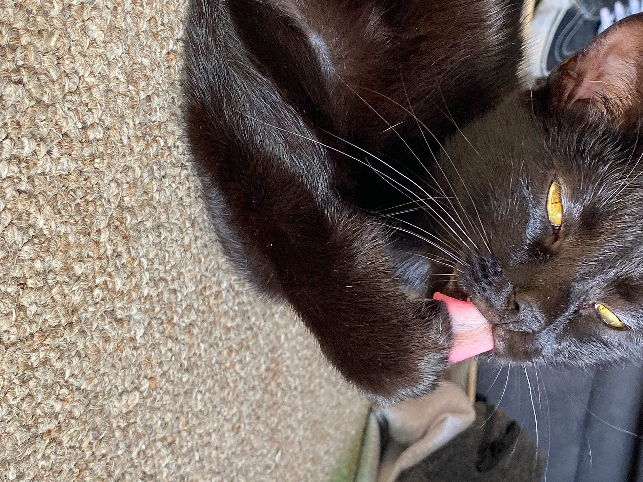 Spider is registered to the contest to win money with this photo: black_cat, bombay, carnivore, cat, claw, collar, comfort, domestic_short_haired_cat, ear, fang, felidae, fur, leash, paw, road_surface, small_to_medium_sized_cats, snout, tail, terrestrial_animal, whiskers