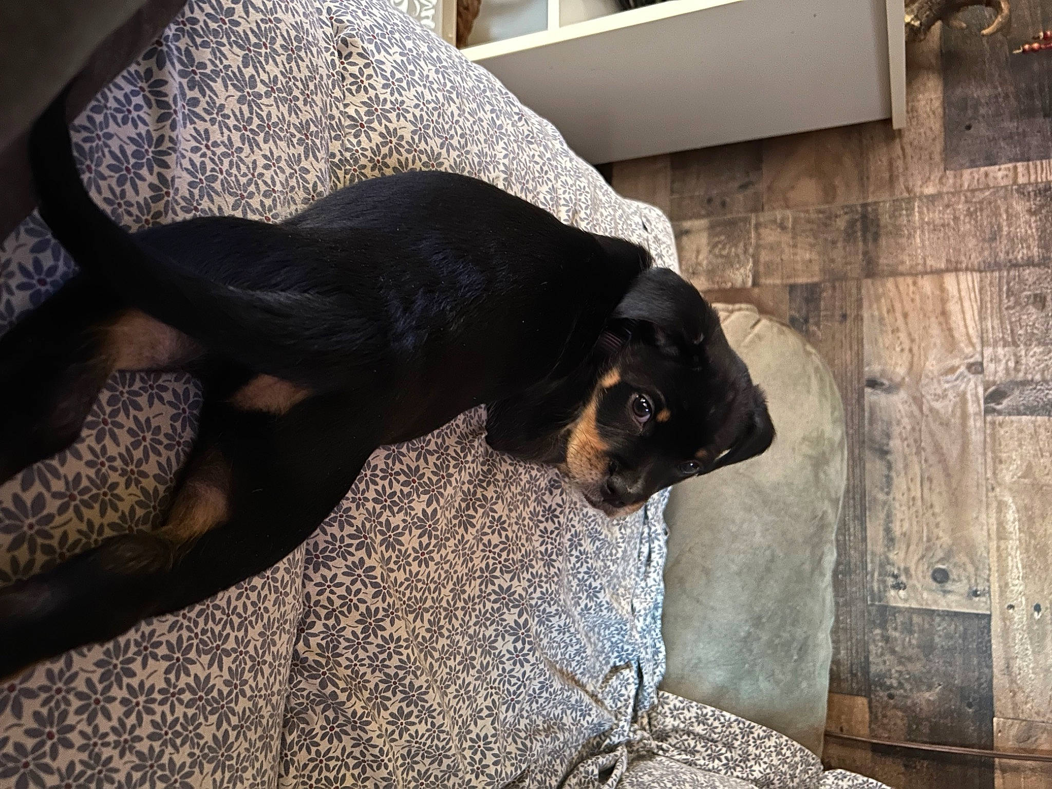 Chase is registered to the contest to win money with this photo: canidae, carnivore, comfort, companion_dog, dog, dog_breed, fawn, flooring, fur, grey, guard_dog, montenegrin_mountain_hound, pinscher, scent_hound, snout, sporting_group, tail, tints_and_shades, working_animal, working_dog