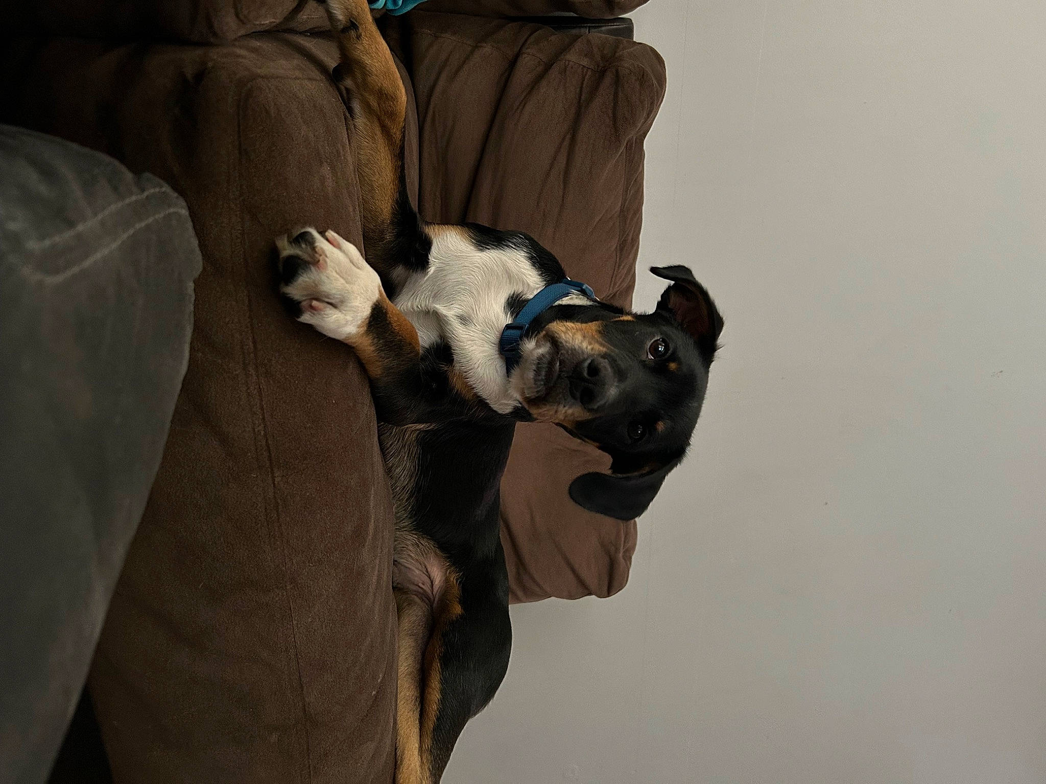 Chase is registered to the contest to win money with this photo: art, carnivore, comfort, companion_dog, couch, dog, dog_breed, fawn, felidae, fur, grey, linens, sculpture, small_to_medium_sized_cats, snout, sporting_group, statue, whiskers, wood, working_animal