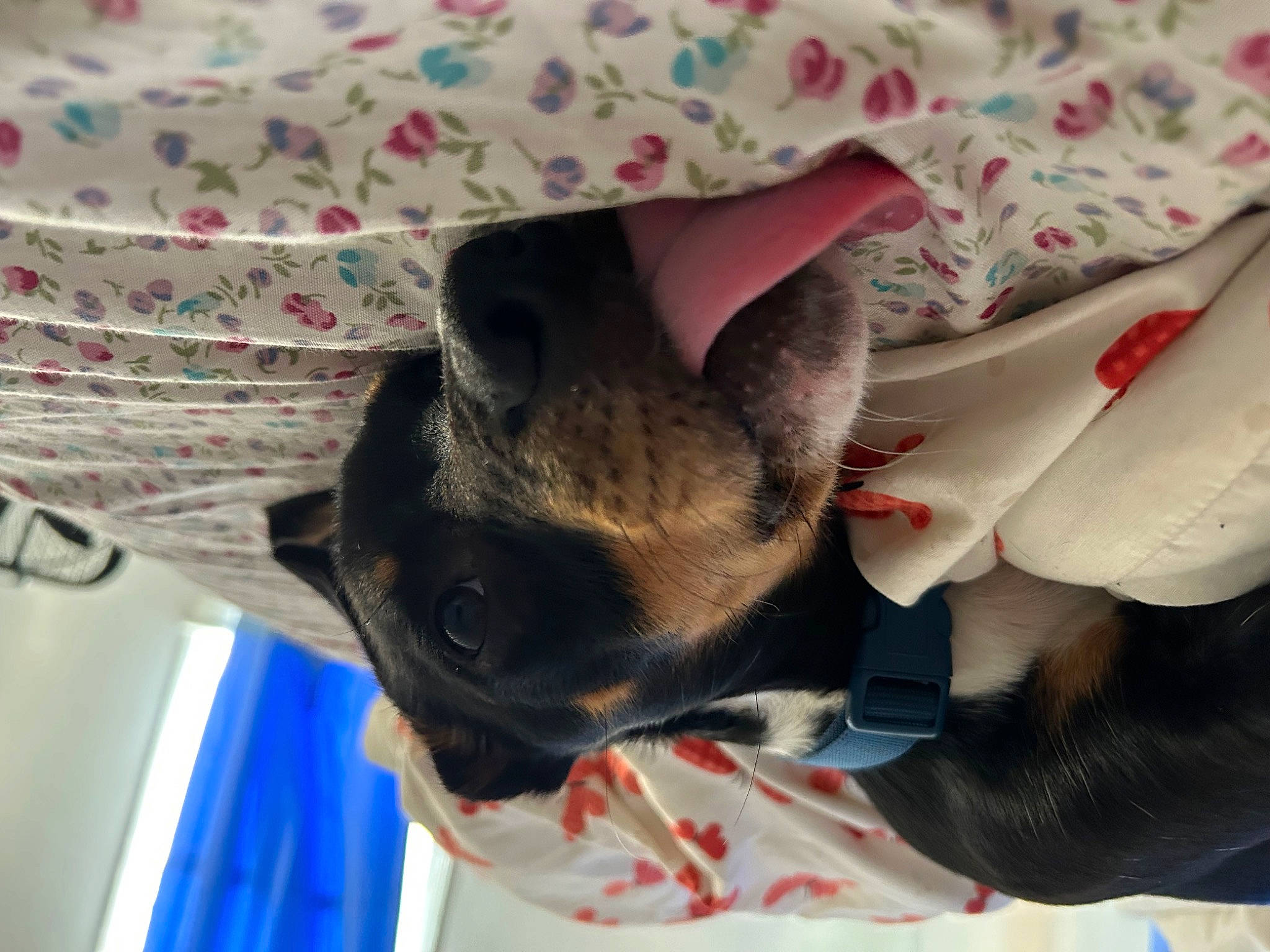 Chase joined the competition — help win amazing prizes! canidae, carnivore, comfort, companion_dog, dog, dog_breed, fawn, fur, hat, linens, mammal, nap, pattern, sleeve, sporting_group, textile, working_animal