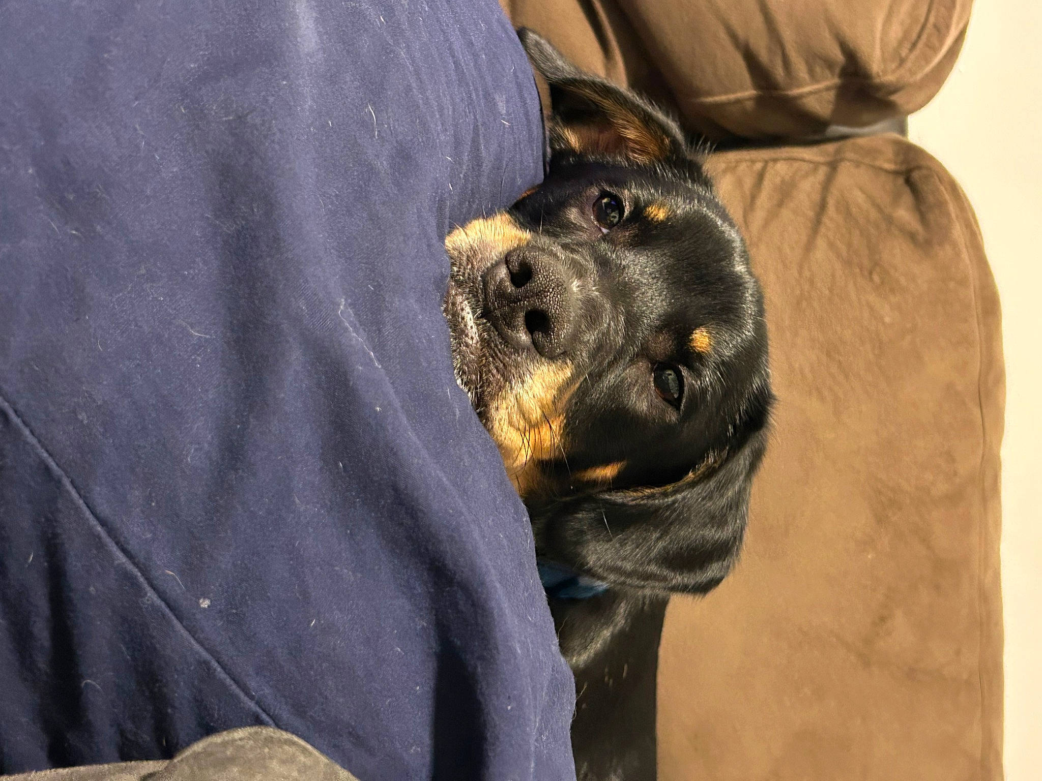 Chase is registered to the contest to win money with this photo: carnivore, companion_dog, dog, dog_breed, electric_blue, fur, guard_dog, natural_material, snout, sporting_group, terrestrial_animal, working_animal, working_dog