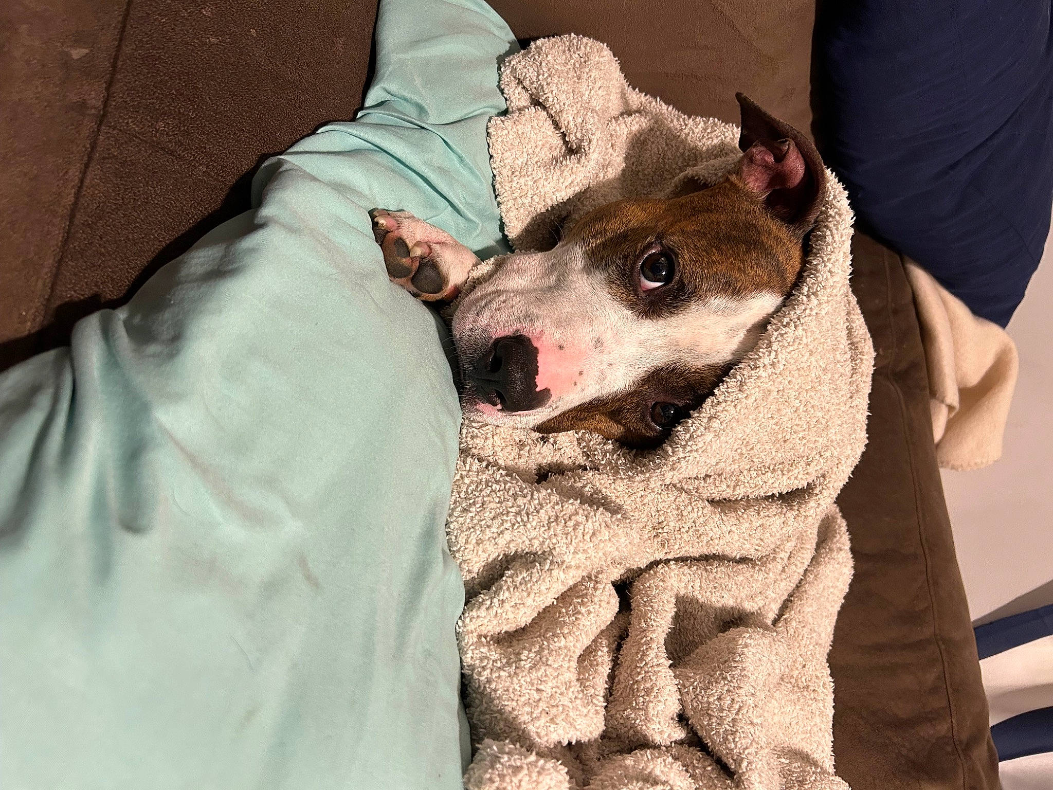 Ace is registered to the contest to win money with this photo: bedding, canidae, carnivore, comfort, companion_dog, dog, dog_breed, fawn, felidae, fur, jaw, linens, pattern, paw, sleeve, small_to_medium_sized_cats, snout, sporting_group, t_shirt, whiskers