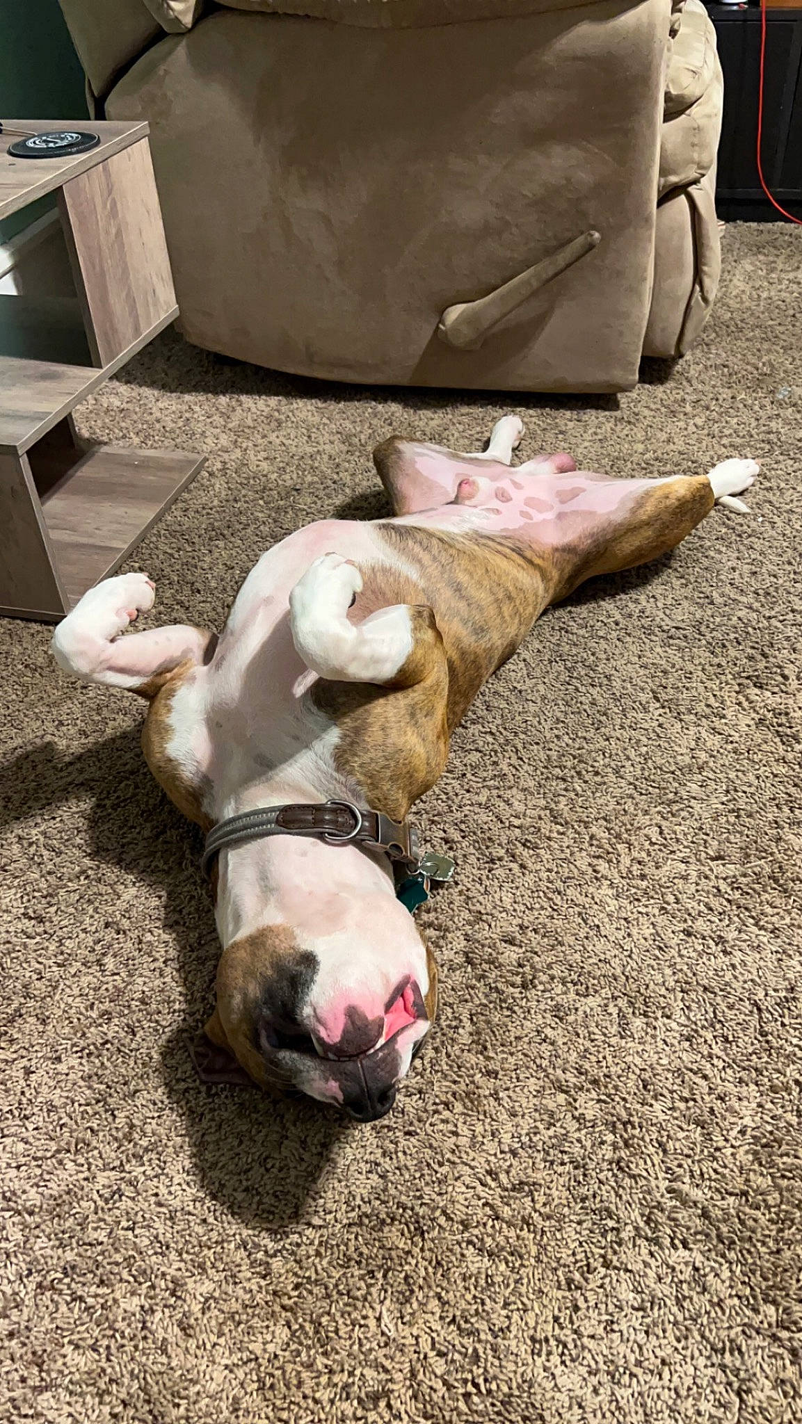 Ace joined the competition — help win amazing prizes! canidae, carnivore, comfort, companion_dog, dog, dog_breed, fawn, flooring, foot, fur, hardwood, human_leg, nap, non_sporting_group, paw, snout, sporting_group, tail, wood, working_animal