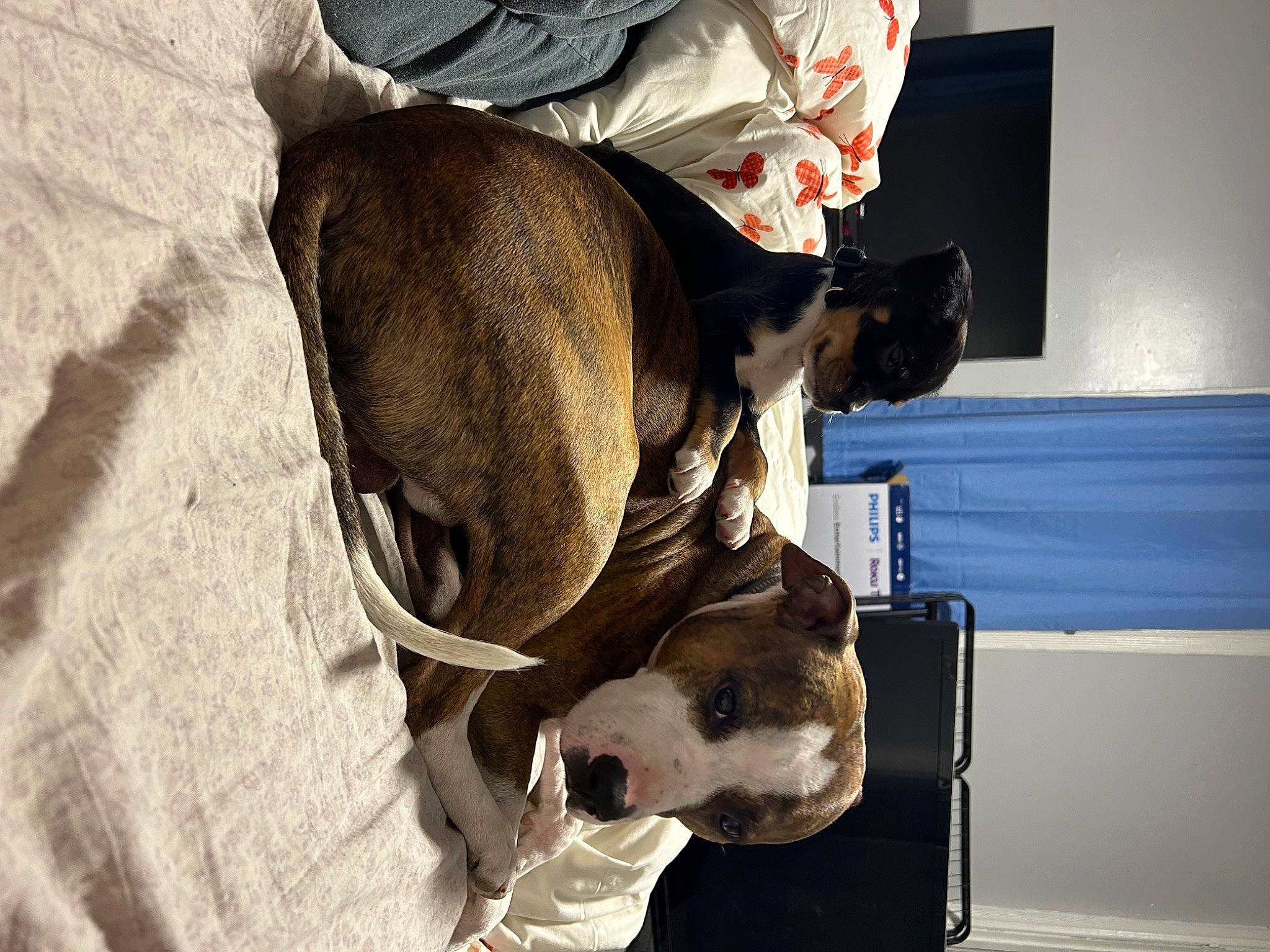 Ace joined the competition — help win amazing prizes! bag, canidae, carnivore, collar, comfort, companion_dog, dog, dog_breed, dog_collar, dog_supply, fawn, fur, guard_dog, leash, personal_protective_equipment, pet_supply, sporting_group, whiskers, working_animal, working_dog