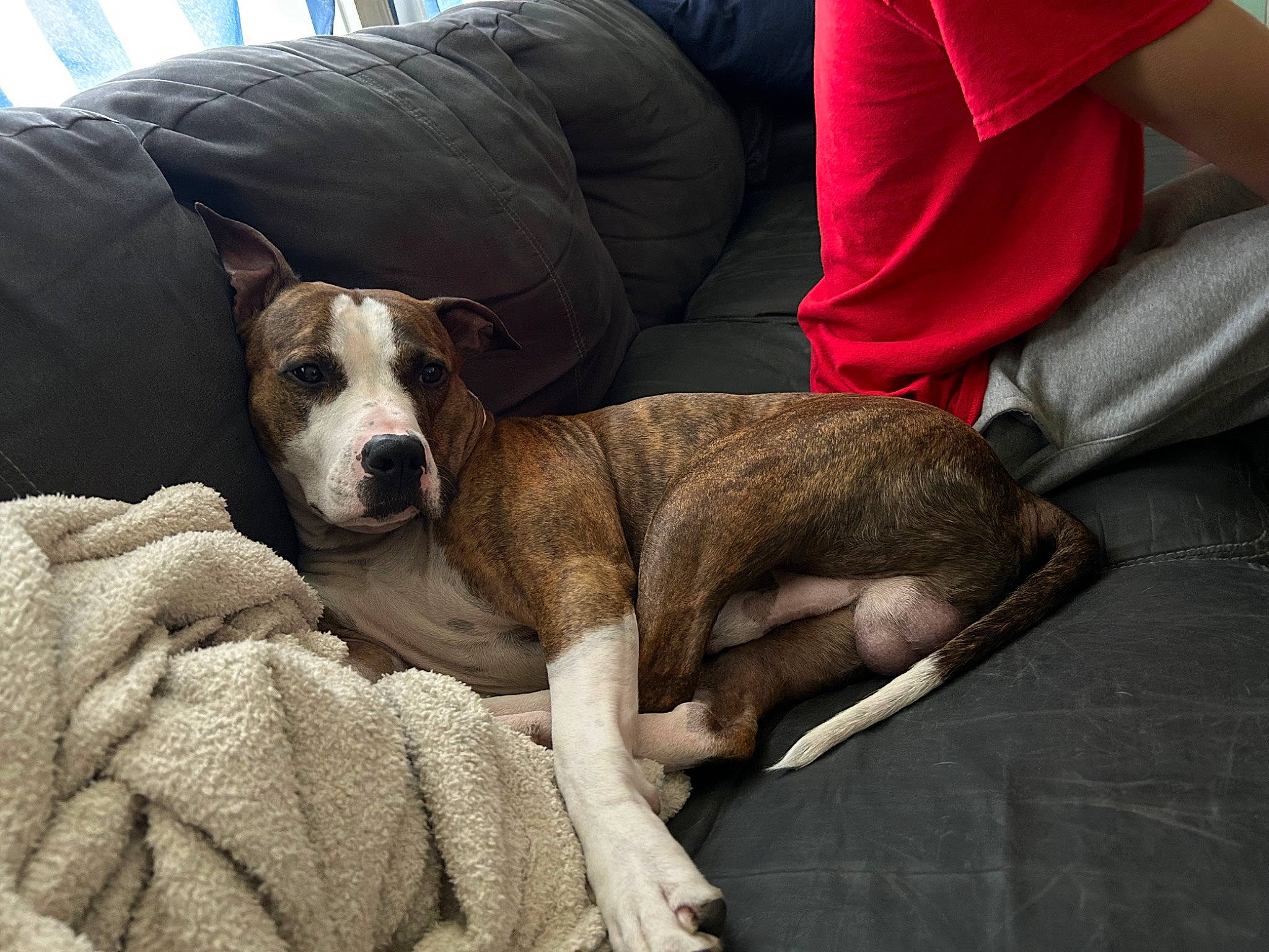 Ace is registered to the contest to win money with this photo: carnivore, collar, comfort, companion_dog, couch, dog, dog_breed, dog_supply, human_leg, non_sporting_group, pet_supply, sporting_group, whiskers, working_animal