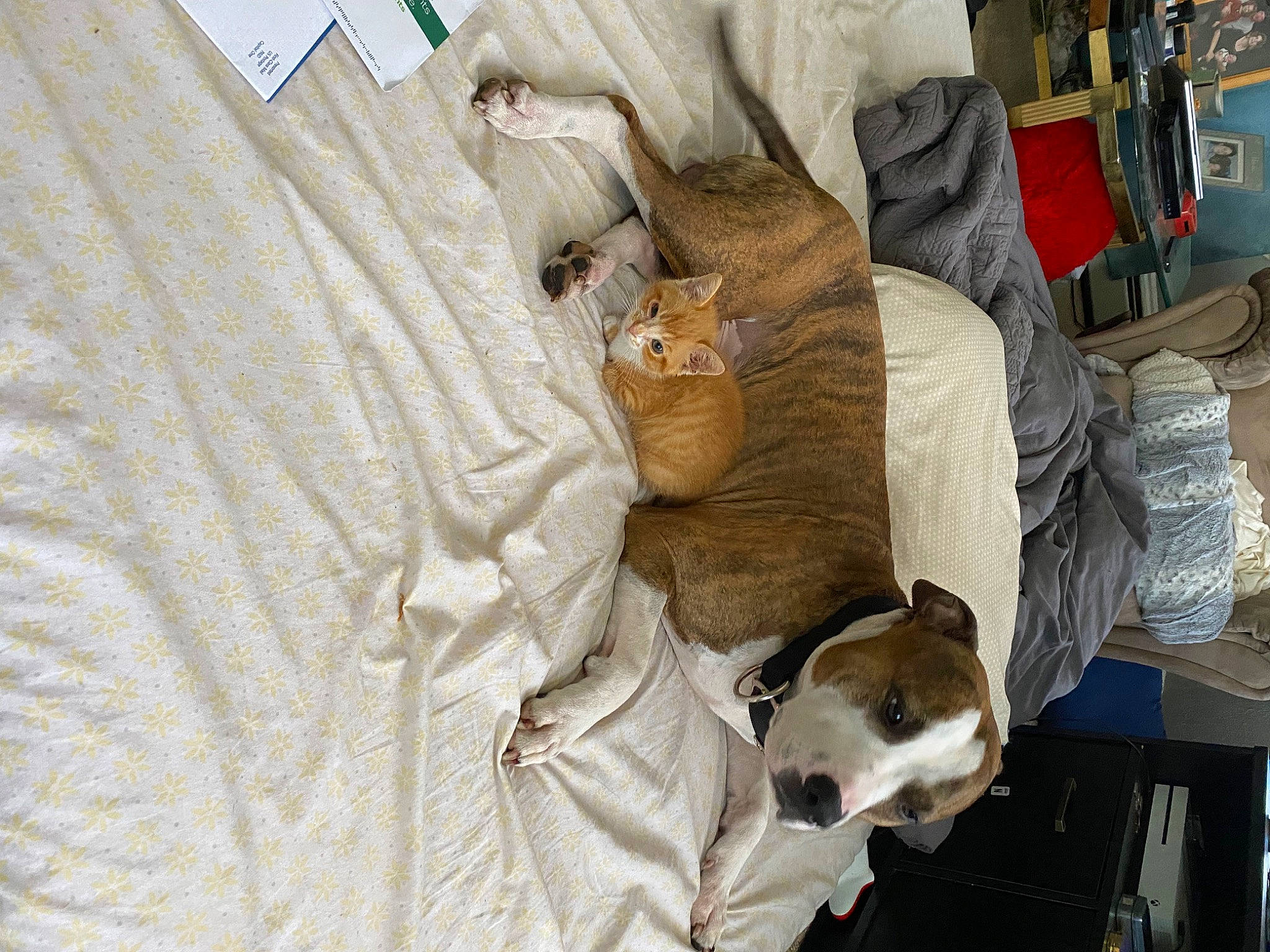 Ace joined the competition — help win amazing prizes! bedding, canidae, carnivore, cat, comfort, companion_dog, dog, dog_breed, domestic_short_haired_cat, fawn, felidae, fur, linens, nap, room, small_to_medium_sized_cats, sporting_group, stuffed_toy, whiskers, wood