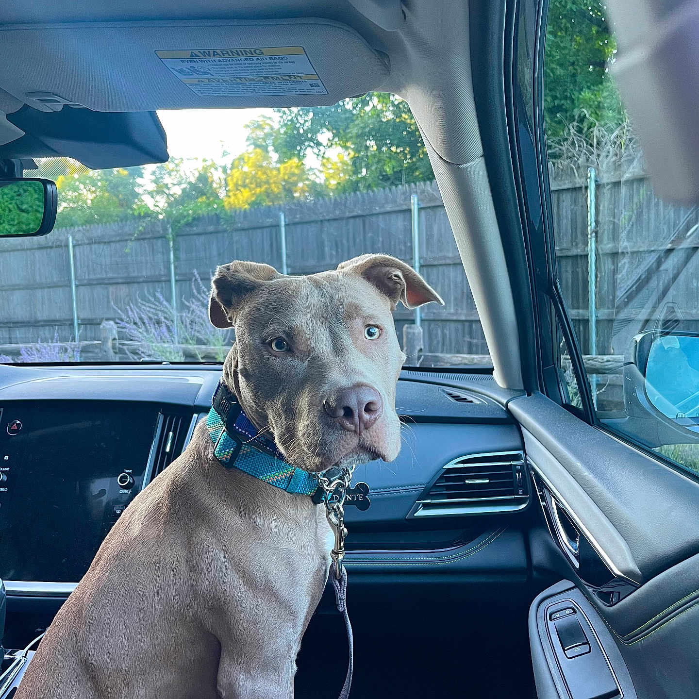 Dante is registered to the contest to win money with this photo: animal, bulldog, canine, car, car_exterior, car_interior, carmirror, carseat, dog, driving, fun, homedecor, person, pet, pointer, puppy, roadtrip, transportation, vacation, vehicle