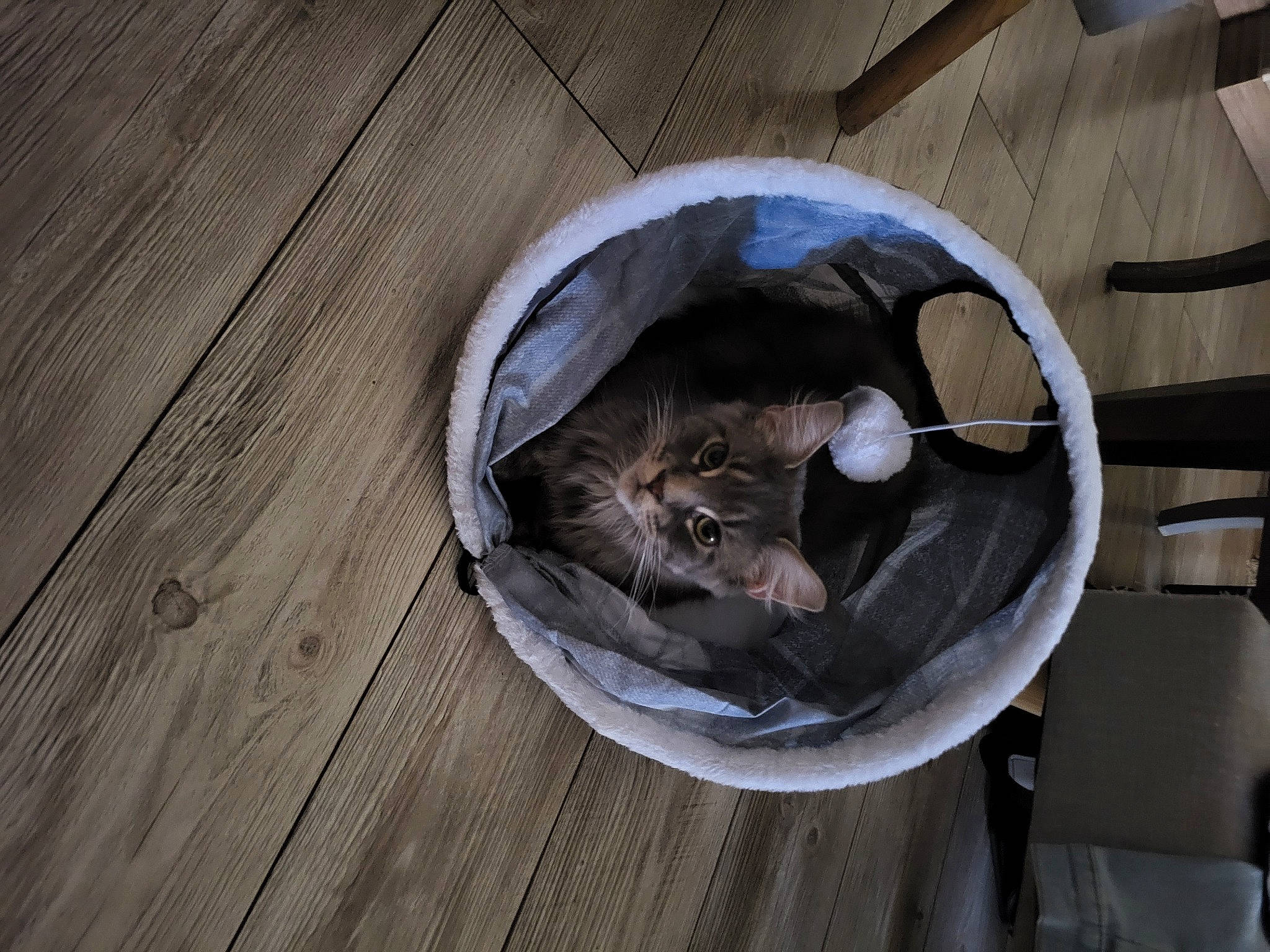 Tara