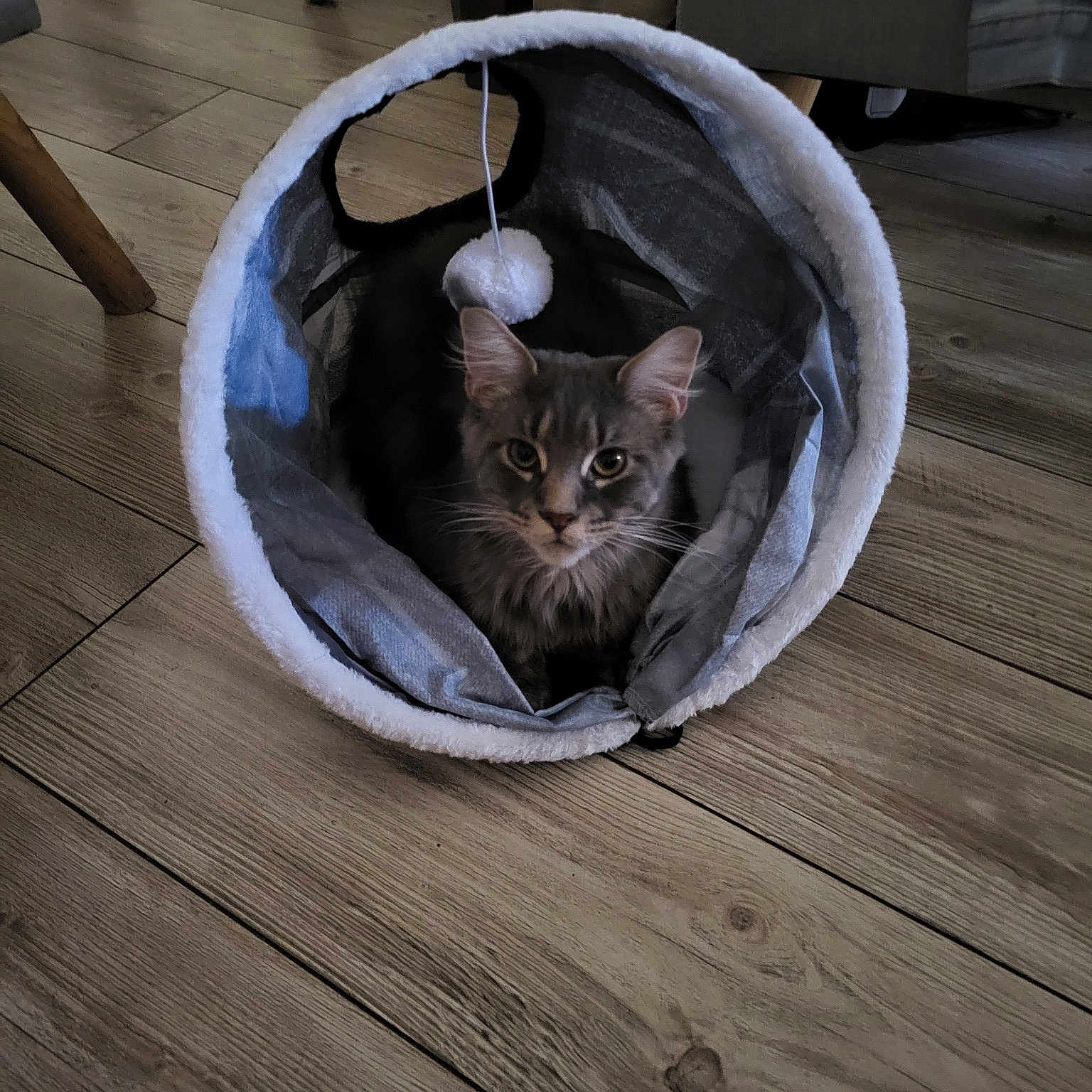 Tara