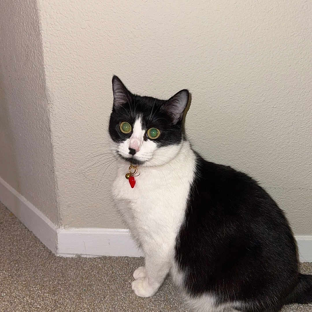 Nala joined the competition — help win amazing prizes! alert, animal, black_and_white, carpet, cat, charm, collar, corner, cute, domestic, feline, fur, green_eyes, house, indoor, looking, pet, sitting, wall, whiskers