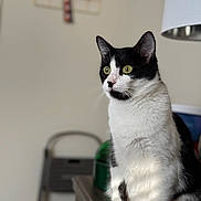 Nala is registered to the contest to win money with this photo: black_and_white, blurred_background, cat, curious, domestic_animal, ears, eyes, feline, fur, household, indoor, lamp, natural_light, pet, portrait, quiet, side_view, sitting, table, whiskers