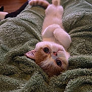 Pumpkin is registered to the contest to win money with this photo: animal, blanket, cat, close_up, cozy, cute, eyes, feline, fur, indoor, kitten, lying_down, orange_and_white, paws, pet, playful, relaxed, resting, soft_texture, whiskers