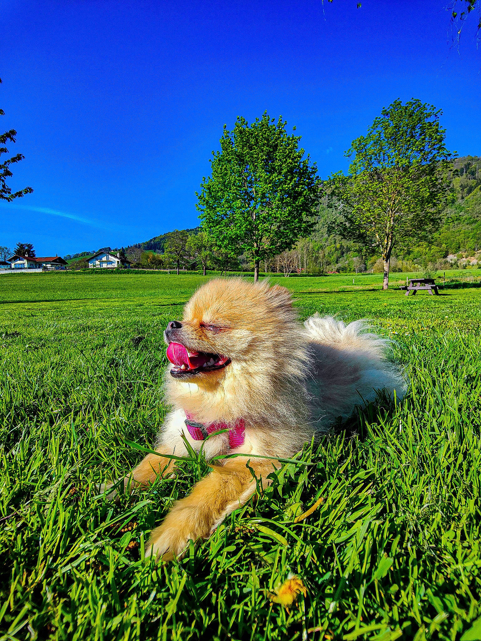 Lola participe au concours pour gagner de l'argent avec cette photo : carnivore, companion_dog, dog, dog_breed, fawn, field, german_spitz, german_spitz_klein, grass, grassland, happy, landscape, meadow, natural_landscape, people_in_nature, plant, sky, spitz, toy_dog, tree