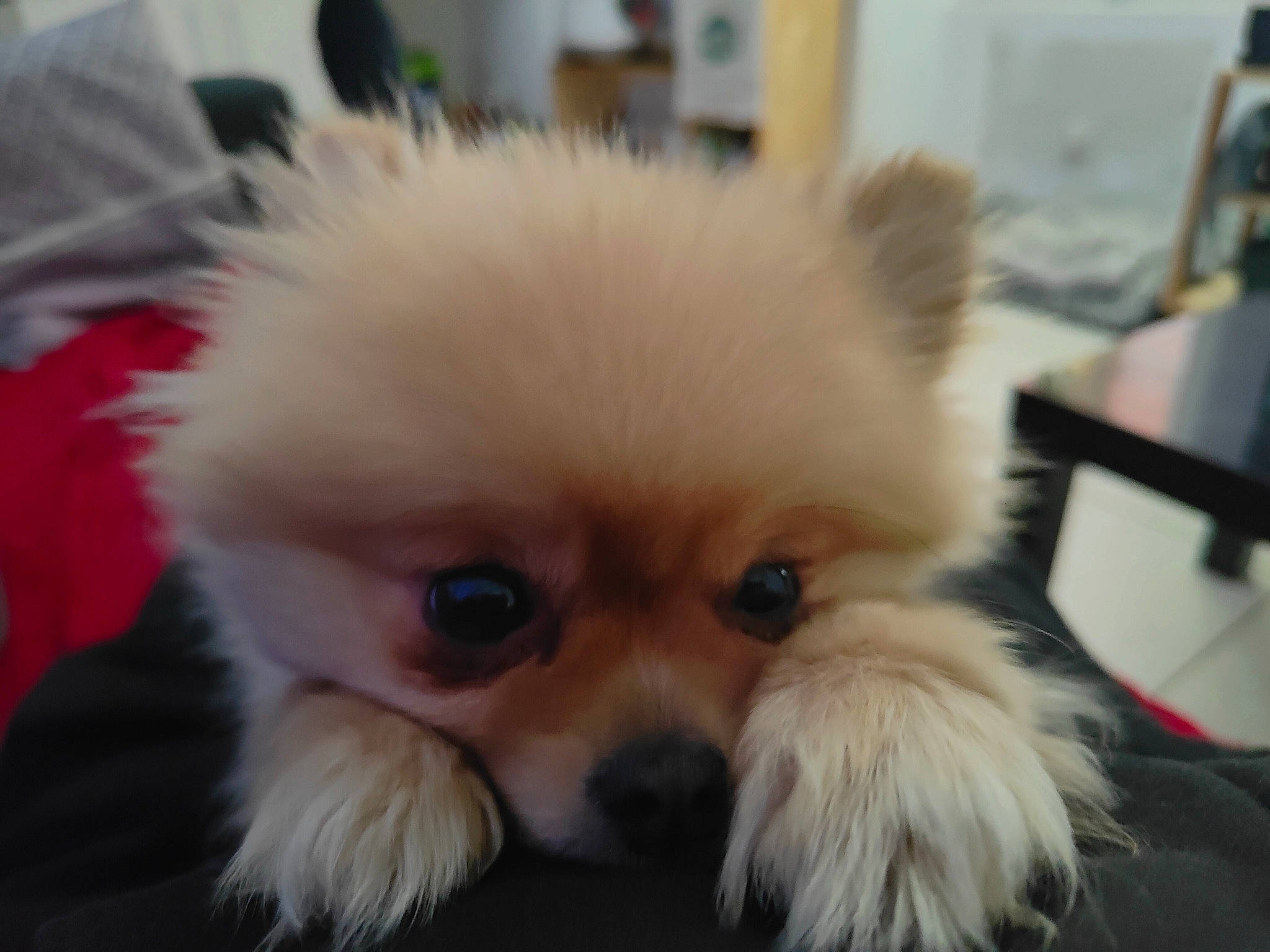 Lola participe au concours pour gagner de l'argent avec cette photo : ancient_dog_breeds, canidae, carnivore, companion_dog, dog, dog_breed, fawn, fur, german_spitz, german_spitz_klein, german_spitz_mittel, non_sporting_group, pomeranian, snout, spitz, sporting_group, toy_dog, volpino_italiano, whiskers, working_animal