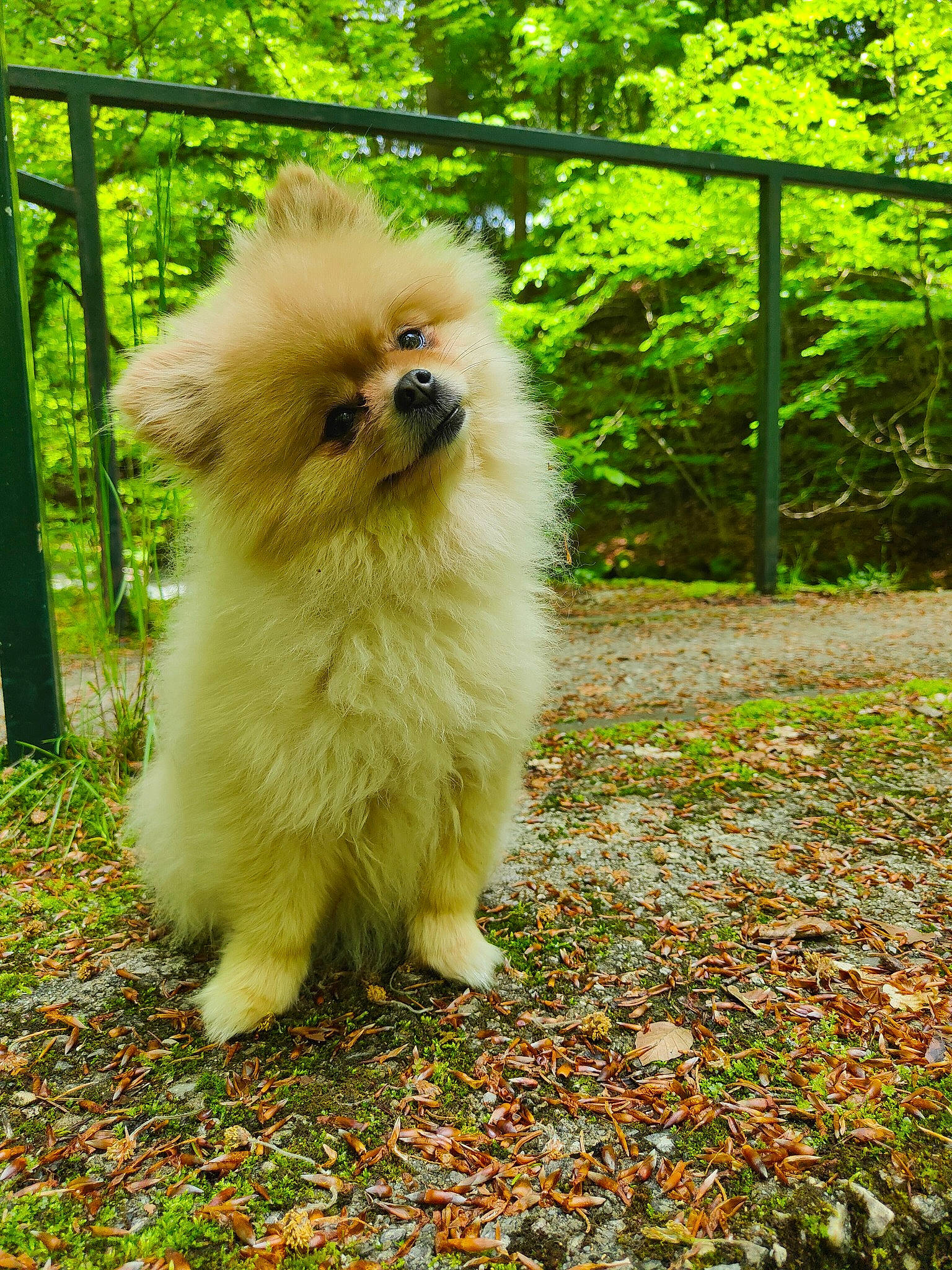 Lola a rejoint le concours — aidez-le/la à gagner de superbes lots ! canidae, carnivore, chicken, companion_dog, dog, dog_breed, fawn, fur, german_spitz, german_spitz_klein, german_spitz_mittel, grass, plant, poultry, snout, spitz, sporting_group, tail, toy_dog, tree