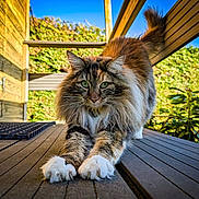 Cali a rejoint le concours — aidez-le/la à gagner de superbes lots ! cat, fluffy, stretching, outdoor, wooden_deck, greenery, hedge, sunlight, blue_sky, paws, tabby, feline, nature, pet, animal, daylight, relaxing, long_hair, whiskers, tail