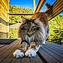 cat, fluffy, stretching, outdoor, wooden_deck, greenery, hedge, sunlight, blue_sky, paws, tabby, feline, nature, pet, animal, daylight, relaxing, long_hair, whiskers, tail