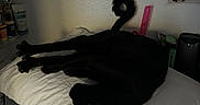 Gentleman is registered to the contest to win money with this photo: black_cat, cat, pillow, white_pillow, stretched_out, tail_curl, indoor, furniture, table, shelf, poster, cartoon, dim_lighting, domestic, pet, relaxed, sleeping, animal, cozy, resting