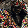 black_cat, cat, animal, pet, floral_bag, patterned_bag, fabric, blanket, cozy, indoor, yellow_eyes, curious, zipper, soft, colorful, close_up, domestic_animal, resting, fur, cute