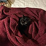 cat, black_cat, blanket, maroon, bed, bedspread, quilted, folds, cozy, indoor, pet, animal, fur, curious, resting, soft_texture, warm, comfort, sleepy, cute