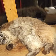 Chewbi a rejoint le concours — aidez-le/la à gagner de superbes lots ! cat, fluffy, table, wood, cup, papers, indoor, relaxed, cozy, furniture, holiday_decor, tinsel, window, reflection, home, pet, resting, cute, animal, domestic